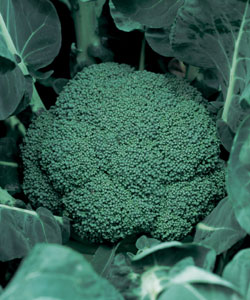 Rakuten - ブロッコリー種子 タキイ種苗 キャッスル 20ml