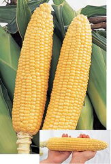 https://thumbnail.image.rakuten.co.jp/@0_mall/auc-e-seedlings/cabinet/corn006-1.jpg