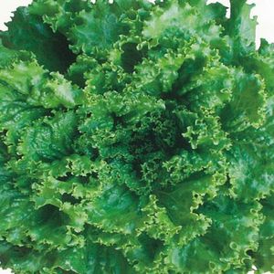 リーフレタス種子 横浜植木 キュアグリーン1号 Lコート5000粒