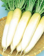 Rakuten - 大根種子 サカタのタネ 冬自慢 大根 小袋