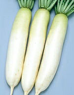 Rakuten - 大根種子 サカタのタネ 夏のきざし大根 20ml