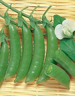 Rakuten - エンドウ豆種子 サカタのタネ つるありエンドウ スナック 小袋