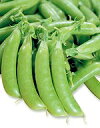 エンドウ豆種子 サカタのタネ つるなしエンドウ ホルンスナック 小袋（35ml）約70粒