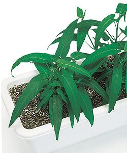 中国野菜種子 タキイ種苗 エンツァイ(あさがおな、空心菜) 小袋