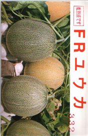 Rakuten - メロン種子 園芸植物研究所 FRユウカ 100粒