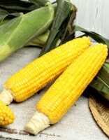とうもろこし種子 サカタのタネ ゴールドラッシュ90 2000粒