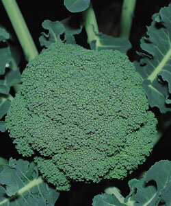 Rakuten - ブロッコリー種子 タキイ種苗 グリーンビューティ 20ml