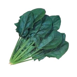 ほうれん草種子 カネコ種苗 ハンター M3万粒