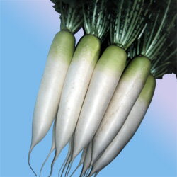 大根種子 渡辺農事 春まきダイコン 春岬（はるみさき） 小袋のサムネイル