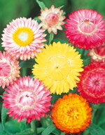 花種子 サカタのタネ 花の種 ヘリクリサム （帝王貝細工）花の種モンストローサ小袋