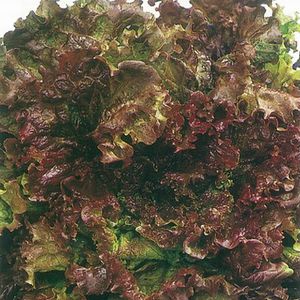 �꡼�ե쥿����� ���Ϳ��� �ϥꥦ�å� L������5000γ