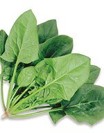 Rakuten - ほうれん草種子 サカタのタネ アトラス法蓮草 1dl 約4000粒入