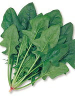 Rakuten - ほうれん草種子 サカタのタネ まほろば法蓮草 1dl
