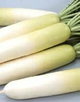 Rakuten - 大根種子 サカタのタネ 冬しぐれ 2dl