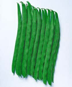 　　　　　　【つるありインゲン種子】　ケンタッキー101　小袋　 抜群の収量性！スジなしの丸平莢ケンタッキー！ 【主なご購入者】家庭菜園向け 【栽培のしやすさ】★★（中級者向） 【ワンポイントアドバイス】 抜群の収量性！スジなしの丸平莢ケン...