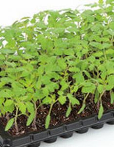 Rakuten - トマト用台木種子 サカタのタネ アシスト サカタ 種 1000粒