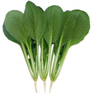 Rakuten - コマツナ種子　渡辺農事　艶夏（えんか）　2dl