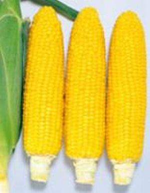 とうもろこし種子 サカタ 種 サカタのタネ ゴールドラッシュ86　2000粒