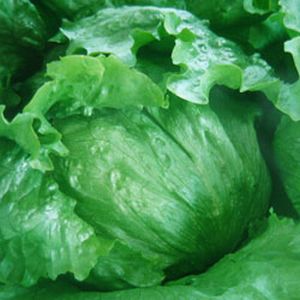 レタス種子 渡辺農事 グリーンレーク2B61 コート5000粒