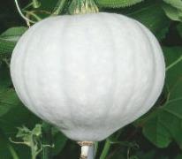 かぼちゃ種子 渡辺採種場 白爵（はくしゃく）　100粒
