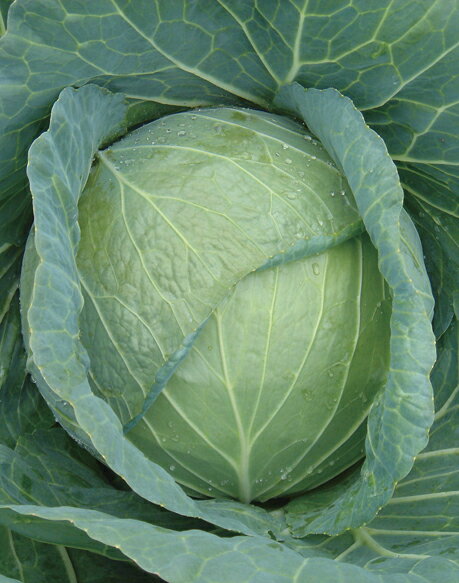 Rakuten - キャベツ種子　日本農林社　八宝　ペレット5000粒