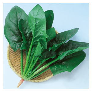 ほうれん草種子 中原採種場 ハイドロセブン　1dl