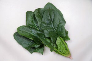 ほうれん草種子　カネコ種苗　ハイサンピア　M3万粒