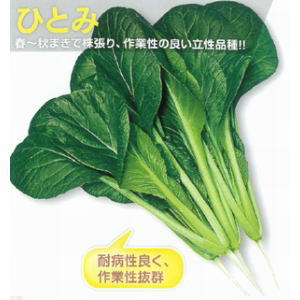 小松菜種子　トーホク　ひとみ　20ml（10ml×2）