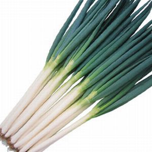 ねぎ種子 渡辺農事 冬一心 コート6000粒