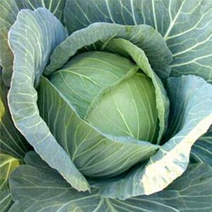 キャベツ種子 渡辺農事 冬の舞 コート5000粒