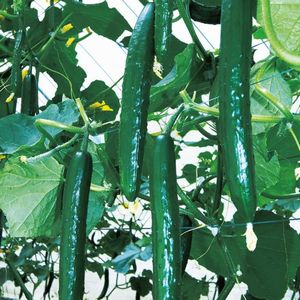 ���夦���ҡ���α�Ƹ�������񡡼�¿86��100γ