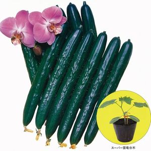 きゅうりブルームレス台木種子　久留米原種育成会　NEWスーパー雲竜　350粒