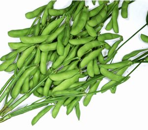 枝豆種子　カネコ種苗　陽恵（ようけい）　100粒