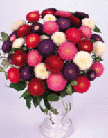 アスター種子 サカタのタネ アスター あずみ混合 小袋