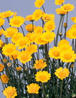 クリサンセマム種子 サカタのタネ クリサンセマム アップライト イエロー 小袋