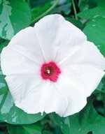 朝顔種子 サカタのタネ 朝顔 暁の光 小袋のサムネイル