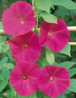 朝顔種子 サカタのタネ 朝顔 スカーレットオハラ 小袋