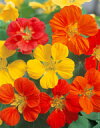金蓮花種子 サカタのタネ 金蓮花 ホワリーバードミックス 小袋
