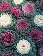 ハボタン（葉牡丹）種子 サカタのタネ 葉ぼたん バラ