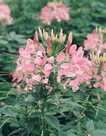 クレオメ種子 サカタのタネ クレオメ　カラーフォンテンミックス 小袋