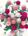 千日紅種子 サカタのタネ 千日紅 切花用混合 小袋