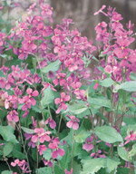 ムラサキハナナ（紫花菜）種子 サカタのタネ 紫花菜 小袋のサムネイル