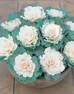 ハボタン（葉牡丹）種子 サカタのタネ 葉ぼたん 華（はな）　ミックス 小袋