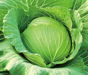 キャベツ種子　カネコ種苗　かんなみ　ペレット5000粒