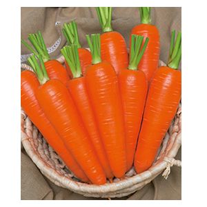 ニンジン種子 タキイ種苗 恋むすめ ペレット種子 500粒