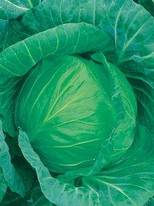 小松菜 さくらぎ 2dl (株)サカタのタネ