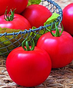 人気ショップが最安値挑戦 トマト種子 タキイ種苗 桃太郎ワンダー ペレット1000粒 在庫有 Solecomdr Com