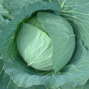 秋どり・初夏どりで形状が良く整う寒玉系中早生種 キャベツ種子　渡辺農事　舞にしき　小袋 家庭菜園向け種子 &nbsp; 【特長】 定植後70日位で収穫期になる寒玉系中早生種。 秋どり、初夏どりとおに形状は安定した扁円形となる。 球重は1.5...