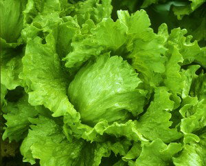 �쥿����ҡ����ͥ����ġ��ߥå���󡡥ڥ�å�5000γ