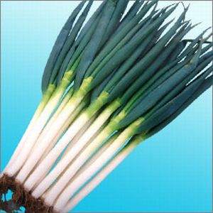 ねぎ種子　渡辺農事　夏一心　20ml